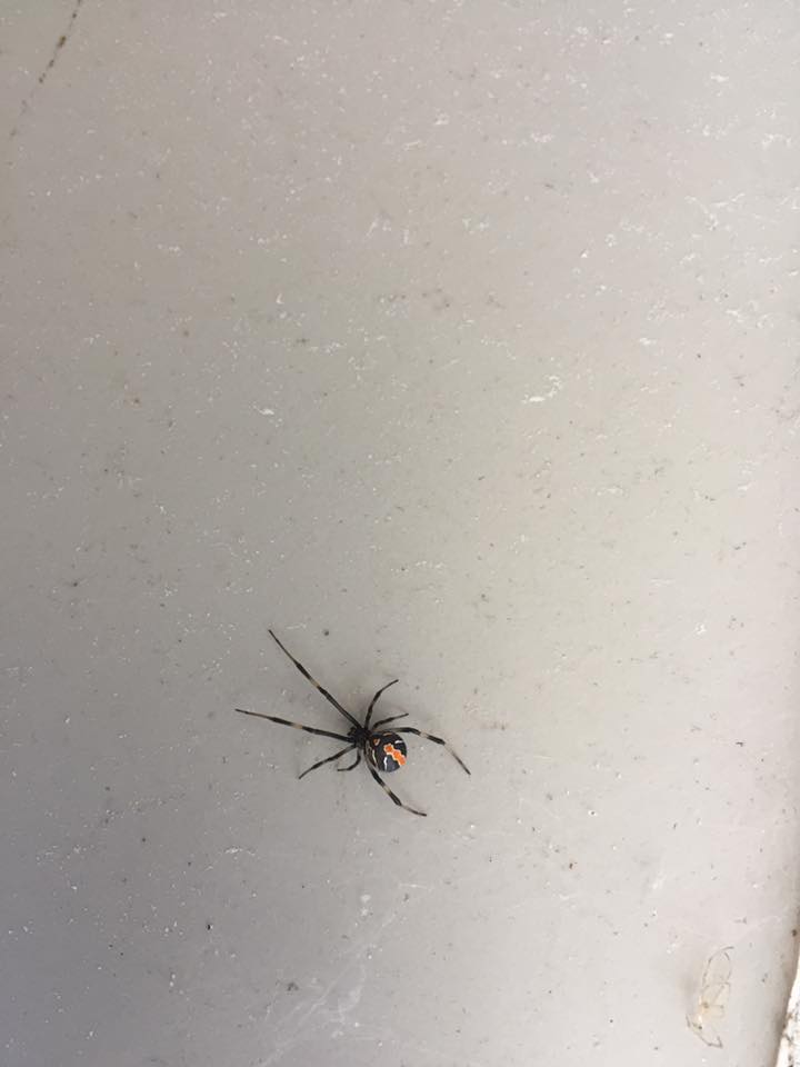 Black spider with orange markings as part of general pest control in Kingscliff