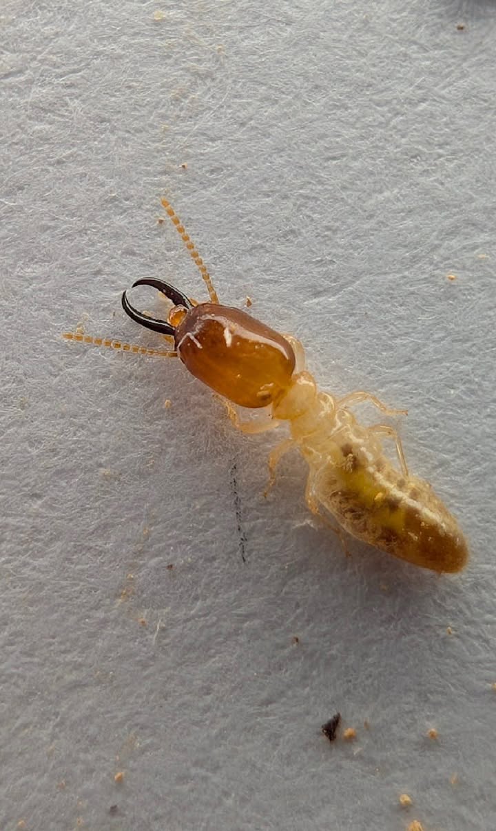 Close-up soldier termite found during a termite inspection in Kingscliff