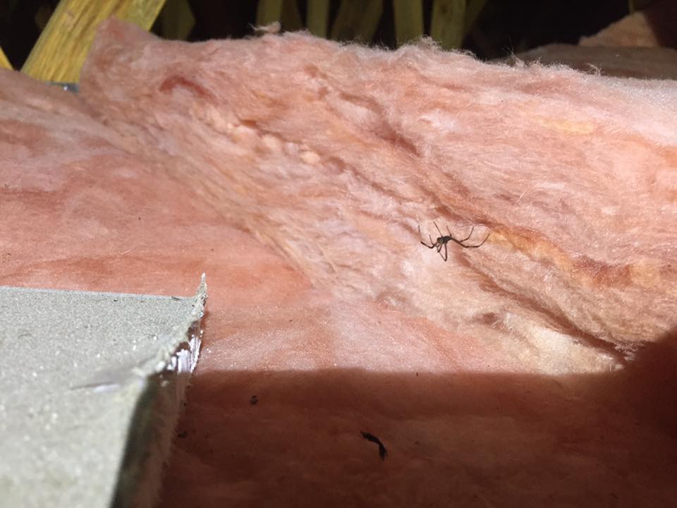 Spider on insulation representing low-chemical pest control advice in Kingscliff