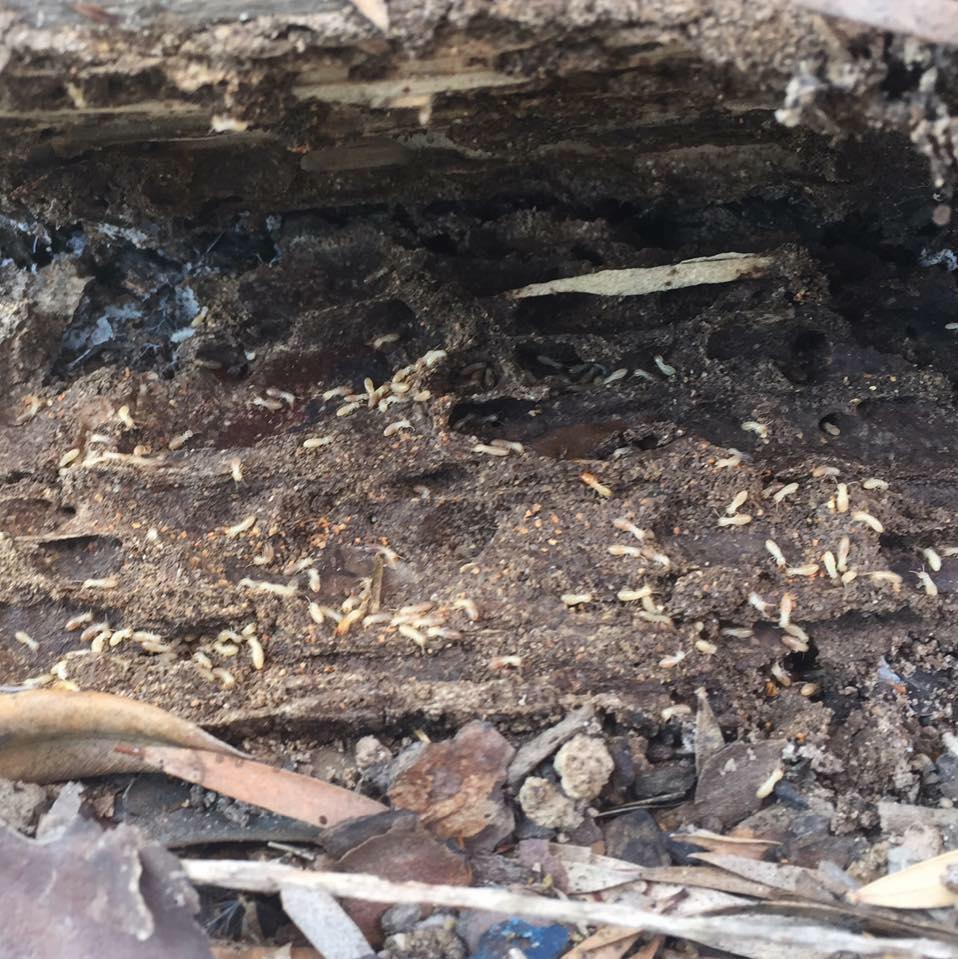 Termite larvae in wood showing why pre-purchase termite inspections matter