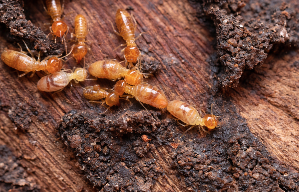 Close-up termites during a termite inspection in Kingscliff
