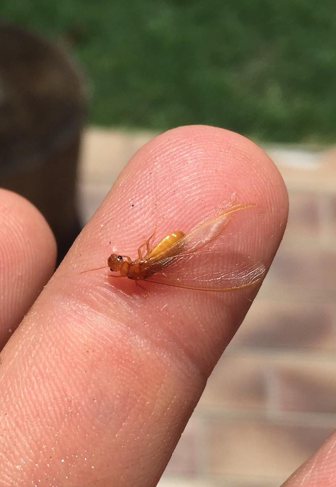 Winged termite on finger during a rental property termite inspection